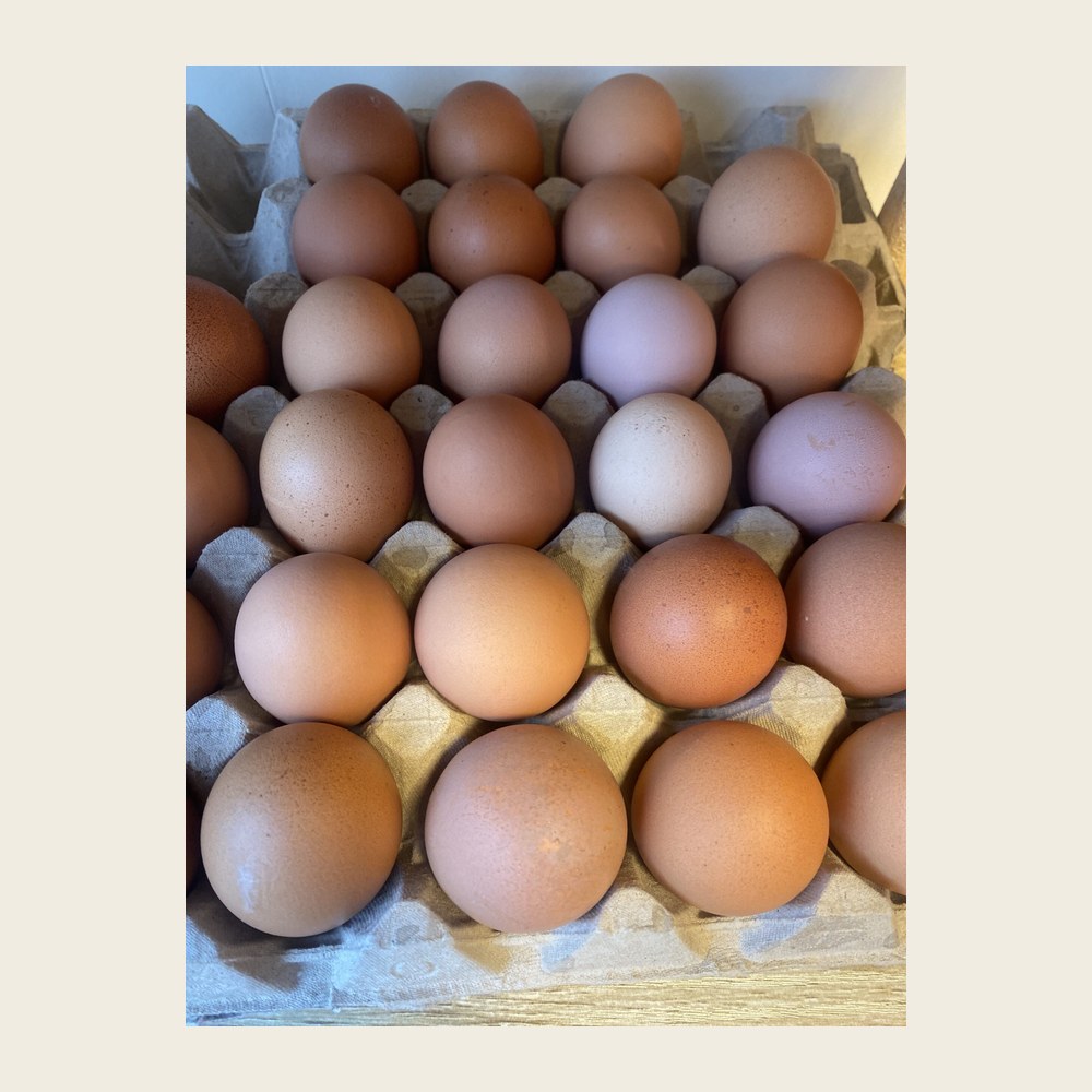 BIO EITJES 6 stuks
